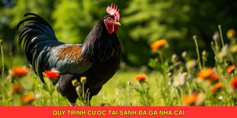 Quy trình cược tại sảnh đá gà nhà cái