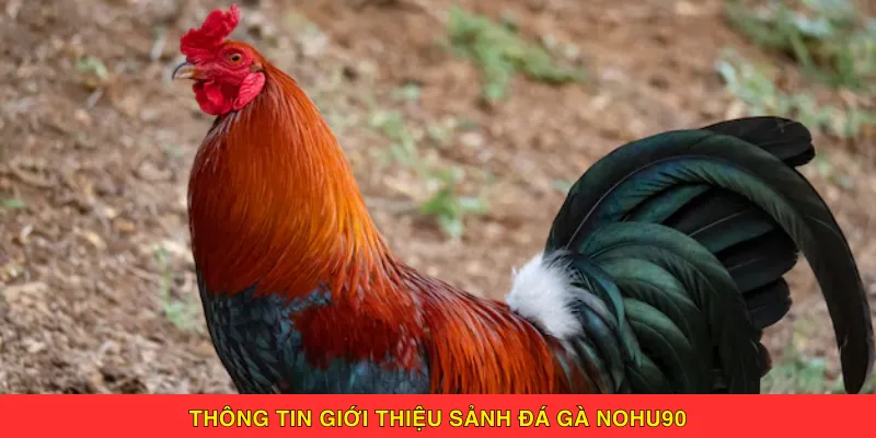 Thông tin giới thiệu sảnh đá gà nohu90