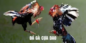 Đá gà cựa dao