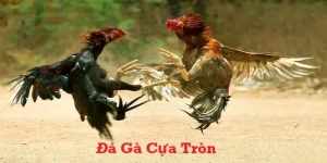 Đá gà cựa tròn