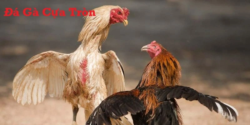 Thông tin về thể loại đá gà cựa tròn tại nohu90 người chơi cần nắm