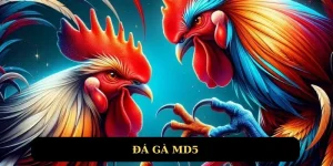 Đá gà MD5